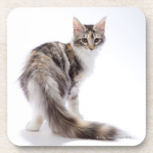 Maine Coon cat Coaster