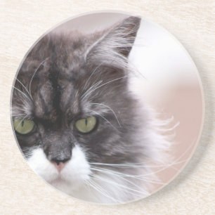 Maine Coon Cat Coaster