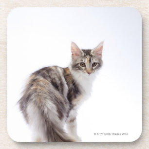 Maine Coon cat Coaster