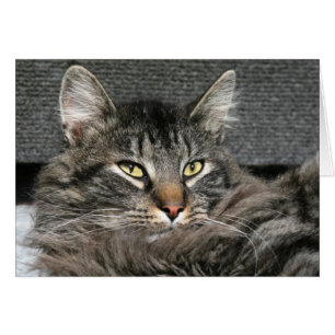 Maine Coon cat face