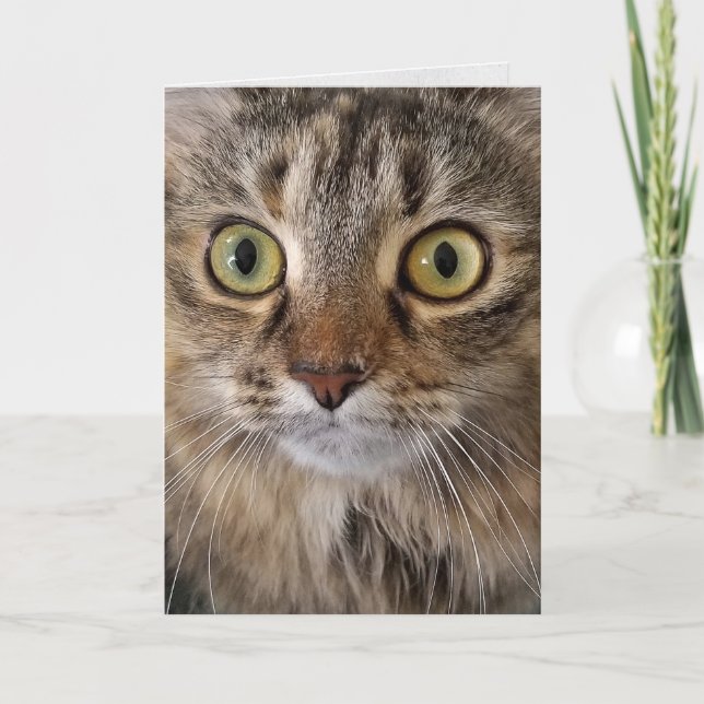Maine Coon Cat face birthday Card (Front)