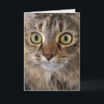 Maine Coon Cat face birthday Card<br><div class="desc">Extreme close up of a Maine Coon cat face with big eyes for birthday humor.</div>