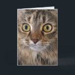 Maine Coon Cat face birthday Card<br><div class="desc">Extreme close up of a Maine Coon cat face with big eyes for birthday humor.</div>