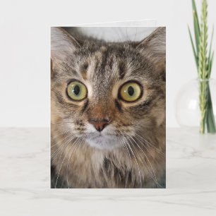 Maine Coon Cat Face Birthday Card