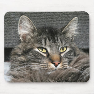 Maine Coon cat face Mouse Pad