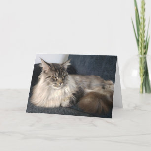Maine Coon Cat Greetings Card