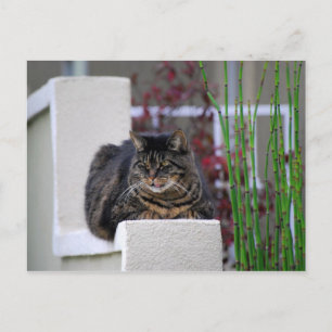 Maine Coon Cat in Garden Postcard