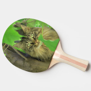 Maine Coon Cat in Tree Ping Pong Paddle