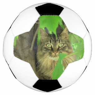 Maine Coon Cat in Tree Soccer Ball