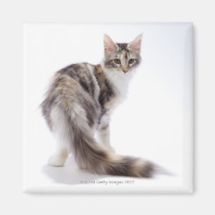 Maine Coon cat Magnet