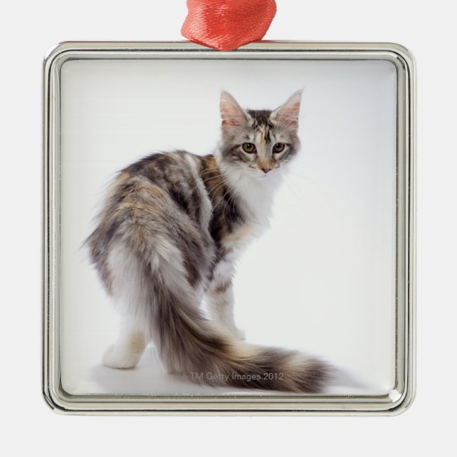 Maine Coon cat Metal Tree Decoration (Front)