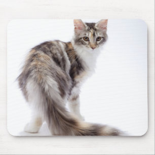 Maine Coon cat Mouse Pad