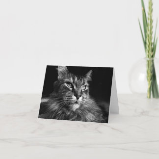 Maine Coon Cat notecard 4 x 5.6