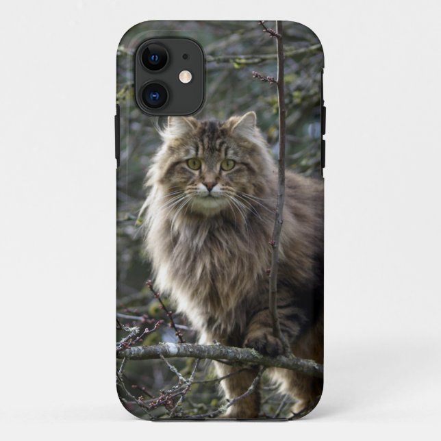 Maine Coon Cat Pet Phone Case (Back)