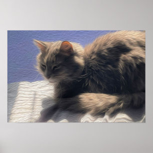 Maine Coon Cat Photo Poster