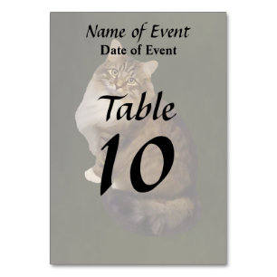 Maine Coon Cat Portrait Table Number