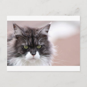 Maine Coon Cat Postcard