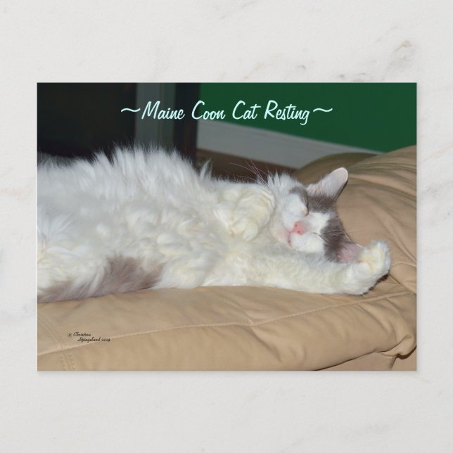 Maine Coon cat sleeping Postcard (Front)