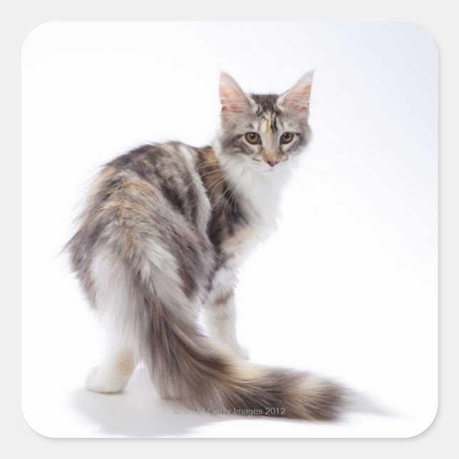 Maine Coon cat Square Sticker (Front)
