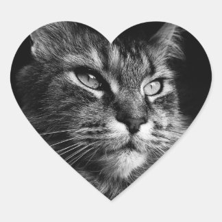 Maine Coon Cat stickers