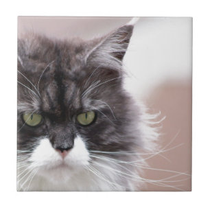 Maine Coon Cat Tile