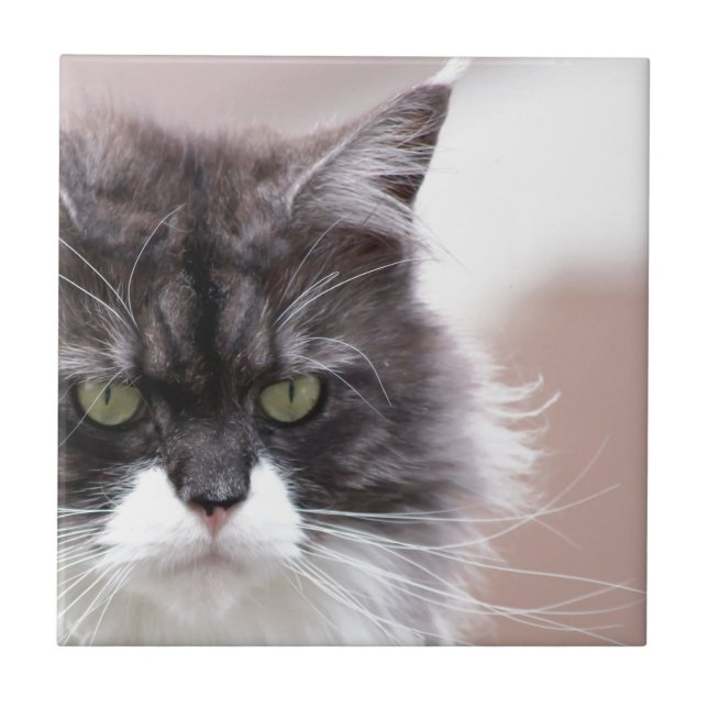 Maine Coon Cat Tile (Front)