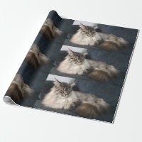 Maine Coon Cat