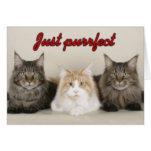 Maine Coon Cats