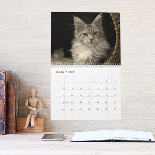 Maine Coon Cats Main Coon Life Calendar