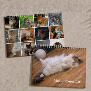 Maine Coon Cats Main Coon Life Calendar