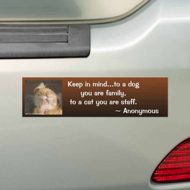 Maine Coon Close-Up Photo Personalised Bumper Sticker (On Car)