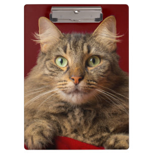 Maine Coon for Christmas with collector Clipboard