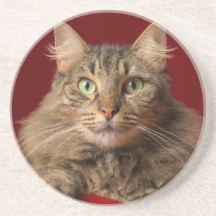 Maine Coon for Christmas with collector Coaster