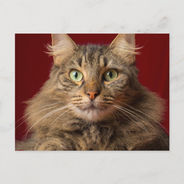Maine Coon for Christmas with collector Holiday Postcard (Front)