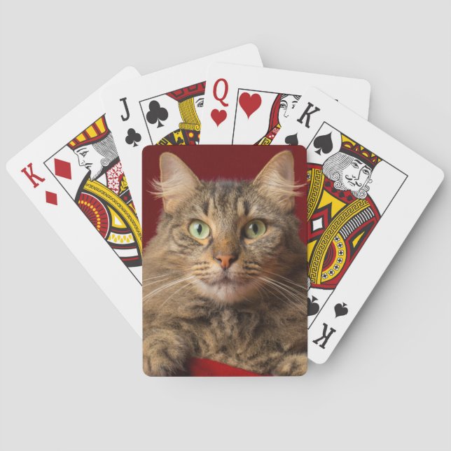 Maine Coon for Christmas with collector Playing Cards (Back)