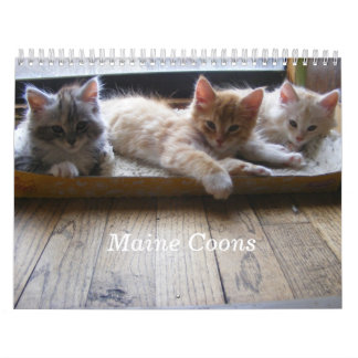 Maine Coon Kitten Calendar