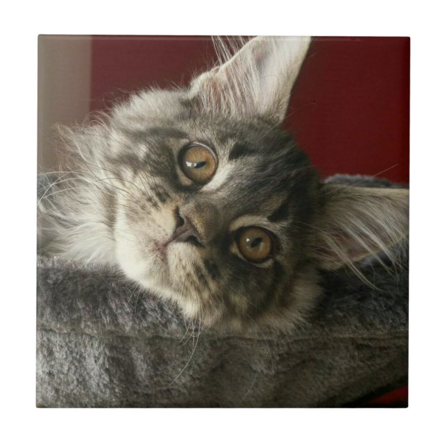 Maine Coon Kitten Ceramic Tile (Front)