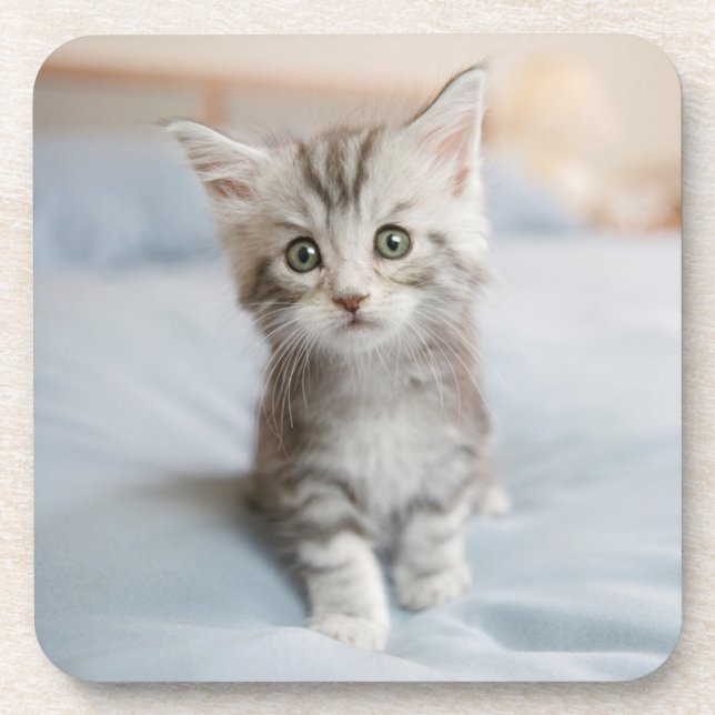 Maine Coon Kitten Coaster (Front)