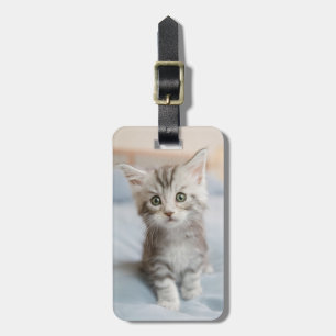 Maine Coon Kitten Luggage Tag