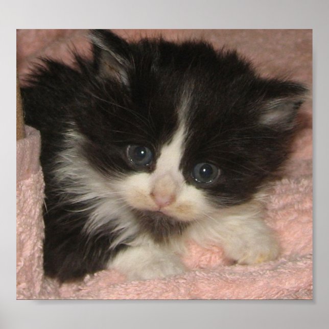 Maine Coon Kitten Poster (Front)