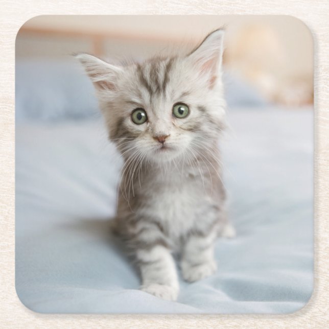Maine Coon Kitten Square Paper Coaster (Front)