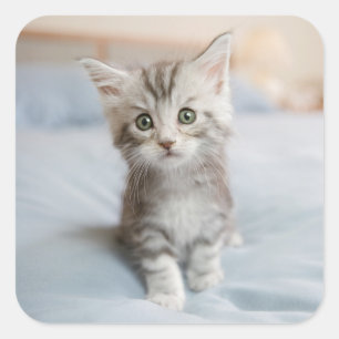 Maine Coon Kitten Square Sticker