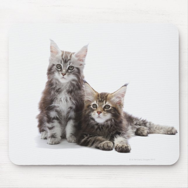 Maine Coon Kittens Mouse Pad (Front)