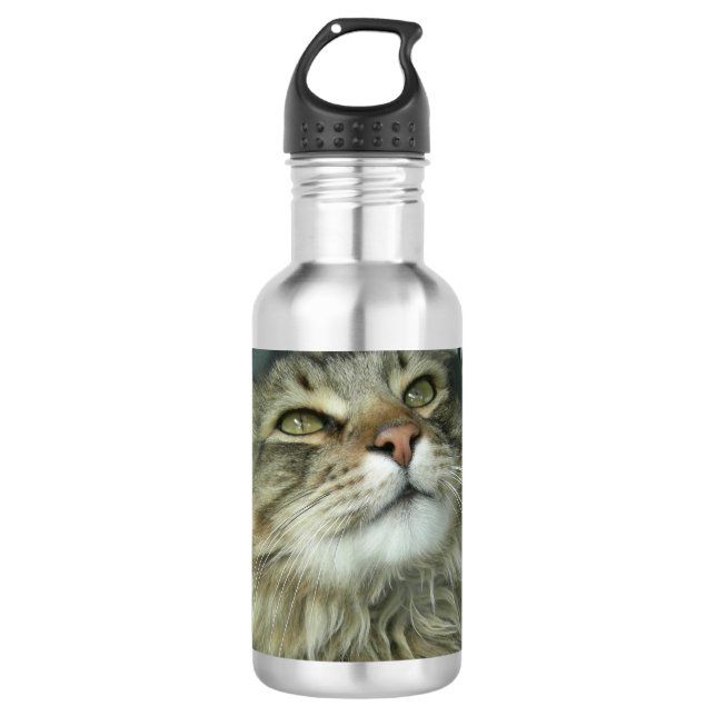 Maine Coon kitty 532 Ml Water Bottle (Front)