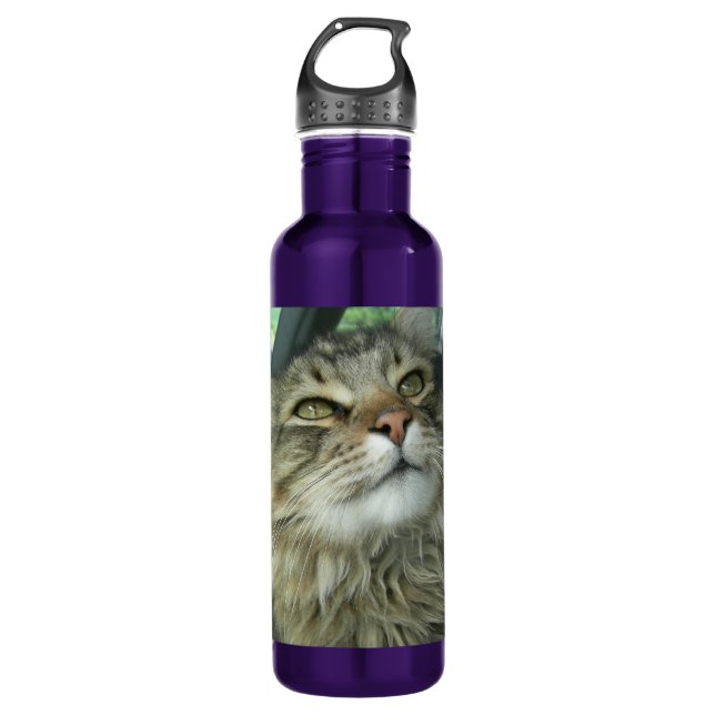 Maine Coon kitty 710 Ml Water Bottle (Front)