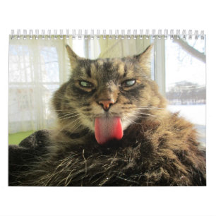 Maine Coon Kitty Cat Calendar