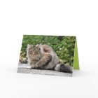 Maine Coon Kitty Cat Cute Customisable Card