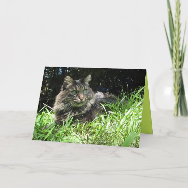 Maine Coon Kitty Cat Cute Customisable Card (Front)