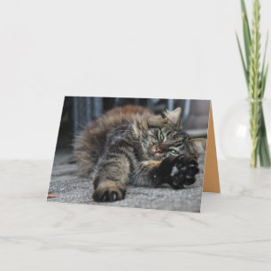 Maine Coon Kitty Cat Cute Customisable Card