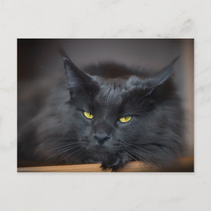 Maine Coon Kitty Cat Cute Fun Postcard